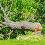 alberi