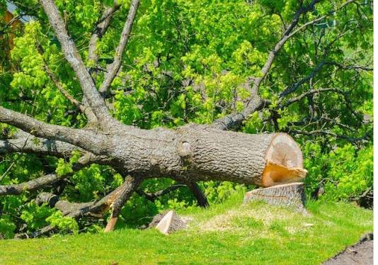 alberi